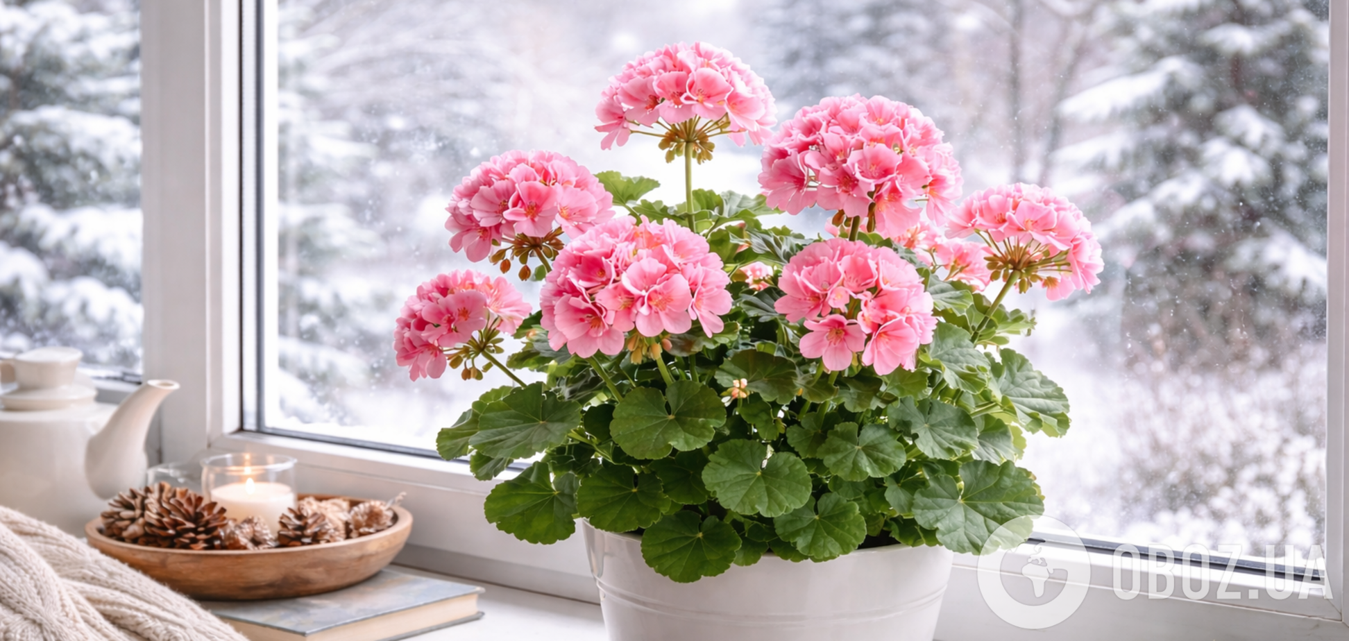 Чим підживити пеларгонію: рослина буде вкрита квітами