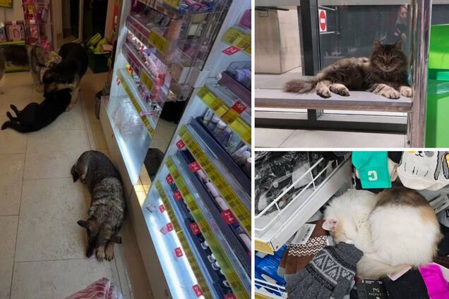 В Украине готовят новые правила пребывания животных в помещениях