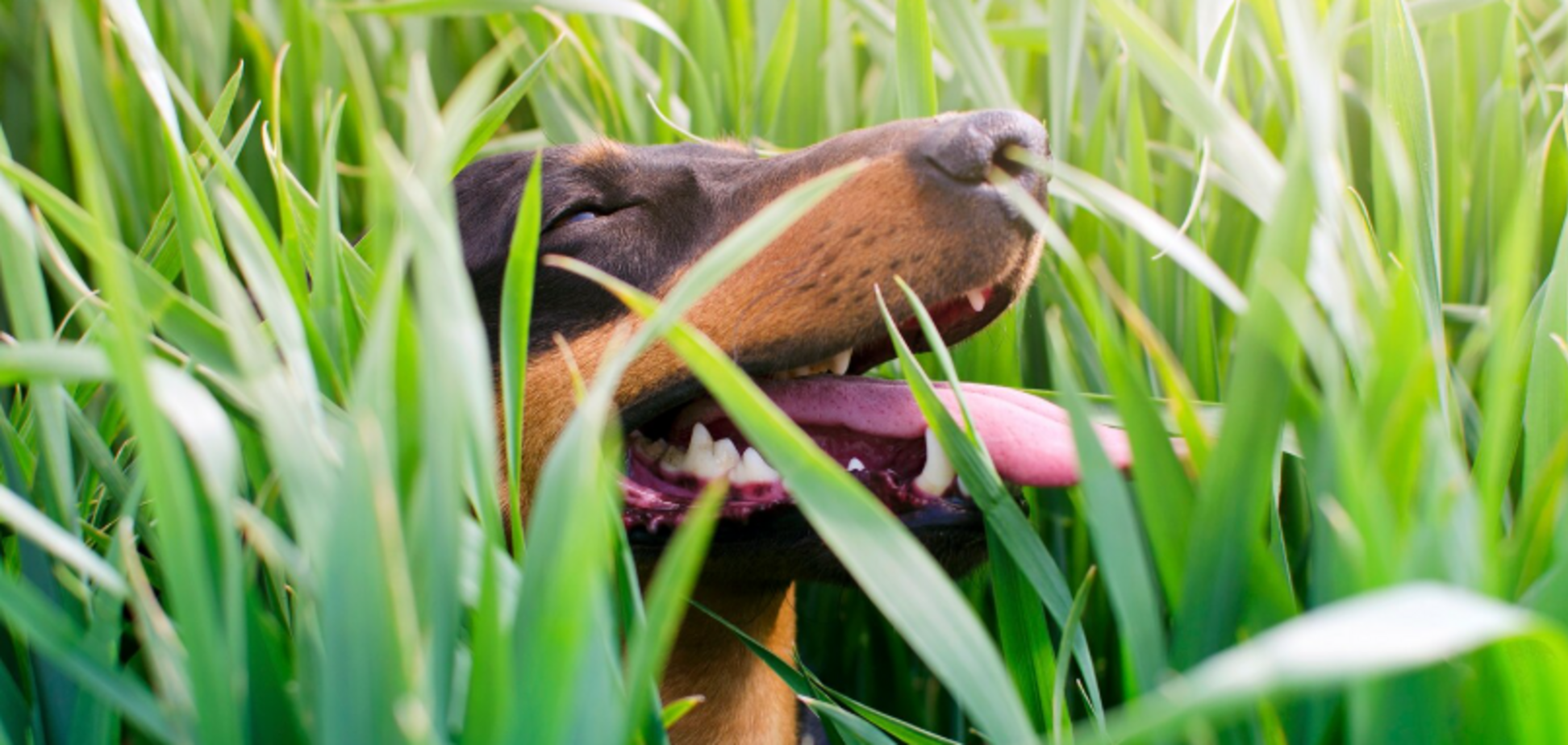 Чому насправді собаки їдять траву: поширені причини