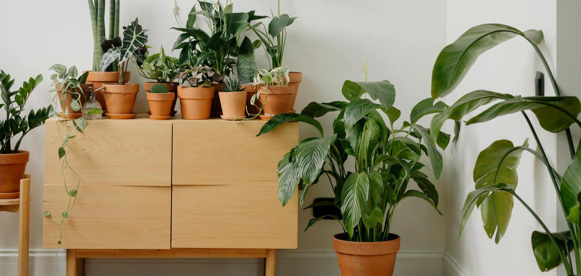 Добавляют изюминку: 8 недооцененных комнатных растений, которые просты в уходе