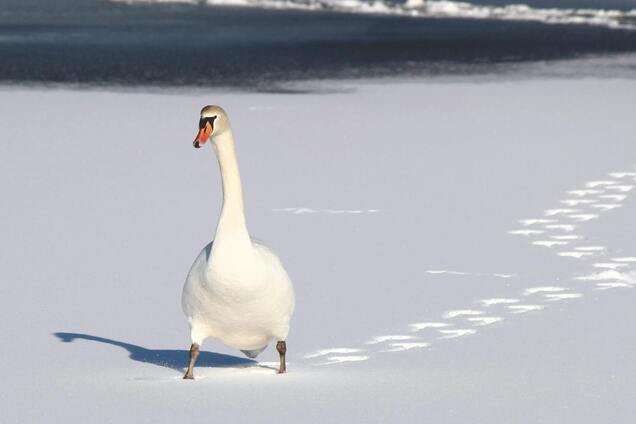 Ледь не загинув: у Кропивницькому врятували червонокнижного лебедя, який примерз до криги. Відео
