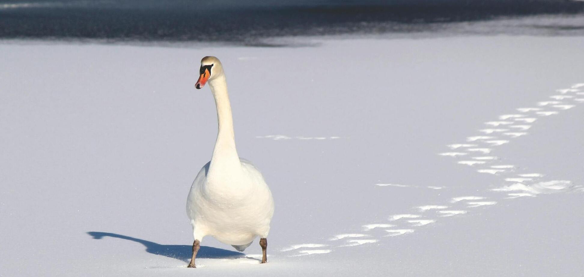 Ледь не загинув: у Кропивницькому врятували червонокнижного лебедя, який примерз до криги. Відео