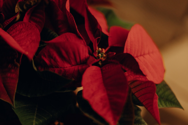 Які квіти треба купувати взимку, щоб підняти настрій: колір має значення