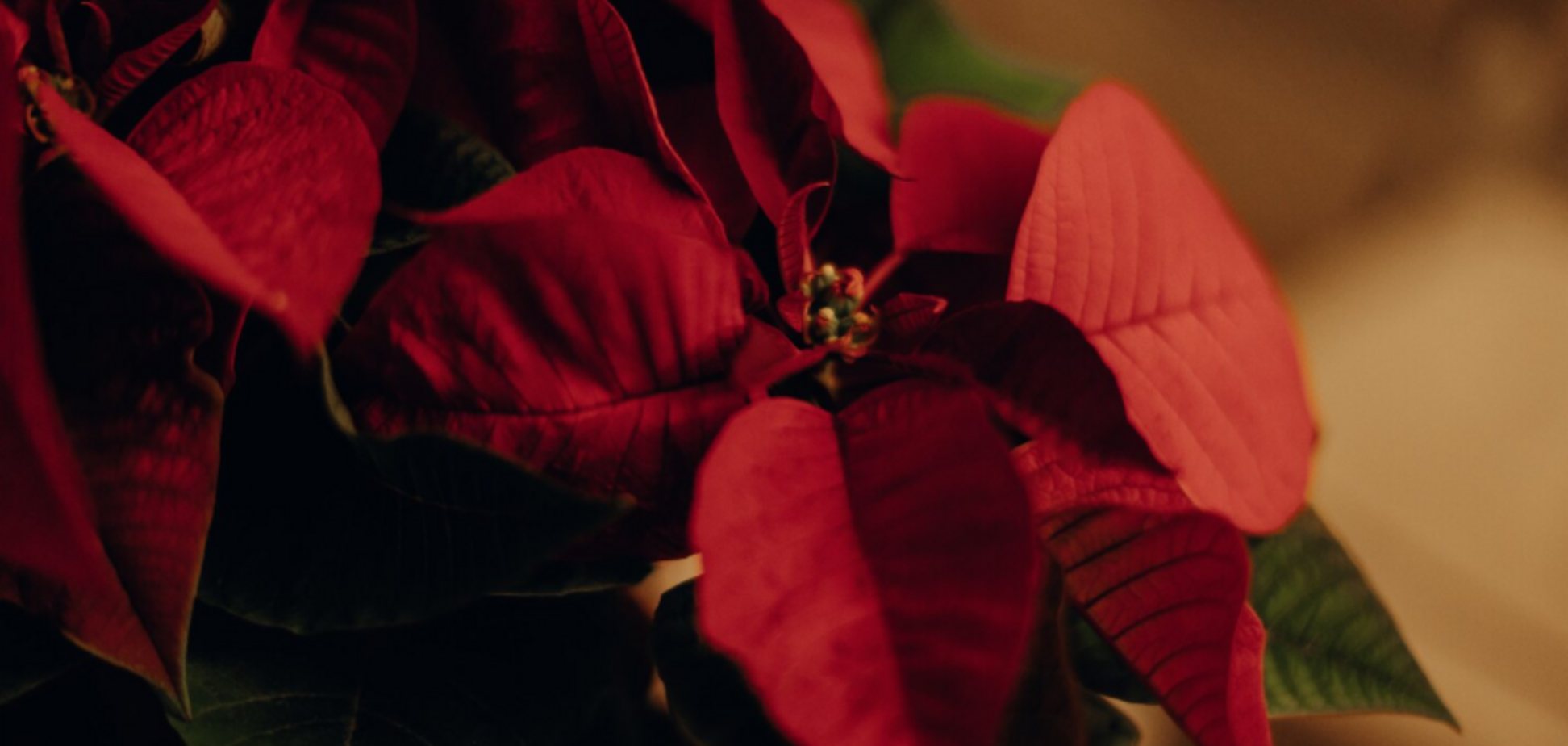 Які квіти треба купувати взимку, щоб підняти настрій: колір має значення