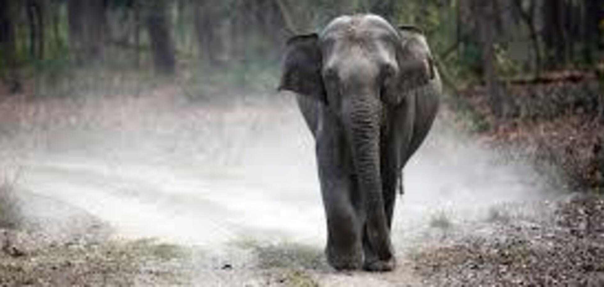 В Индии слон-маньяк за 10 дней убил 22 человека и ранил еще 15: его не могут поймать. Видео