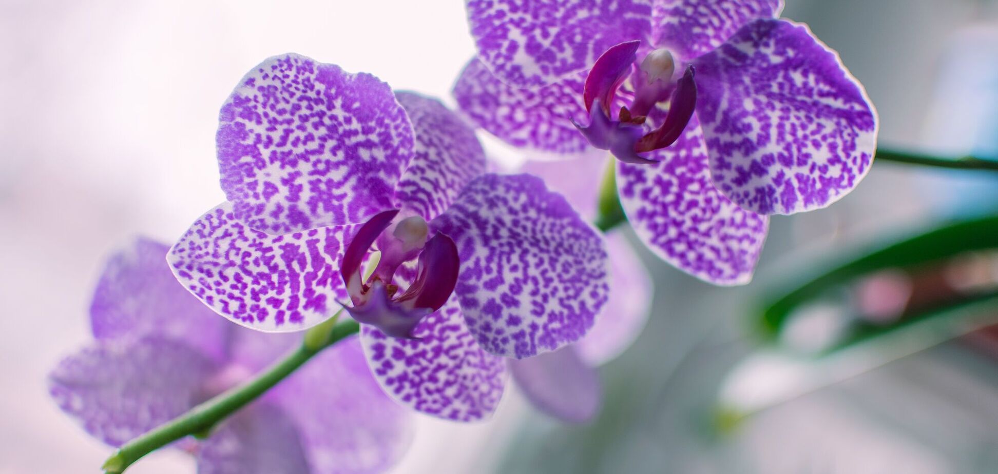 Ніколи не припускайтесь цих трьох помилок у вирощуванні орхідей: інакше вони не цвістимуть