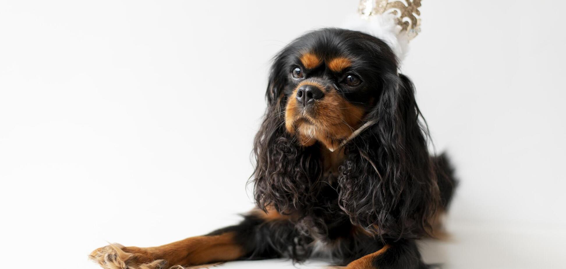 Идеально подойдут для семьи с детьми: топ-3 самых послушных пород собак