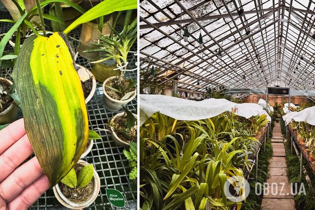 'Критична ситуація': через холод у ботсаду Києва гине унікальна колекція рослин