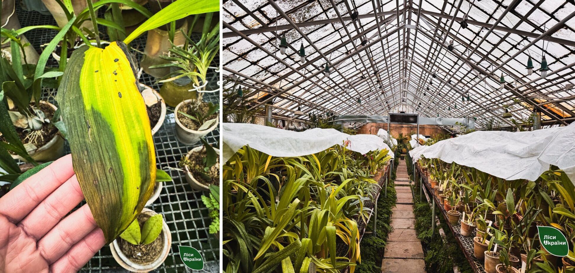 'Критична ситуація': через холод у ботсаду Києва гине унікальна колекція рослин