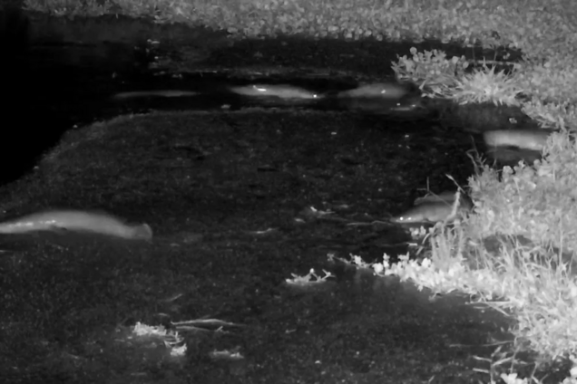 В Африке острозубые сомы вышли на охоту на суше: редкое явление сняли на видео
