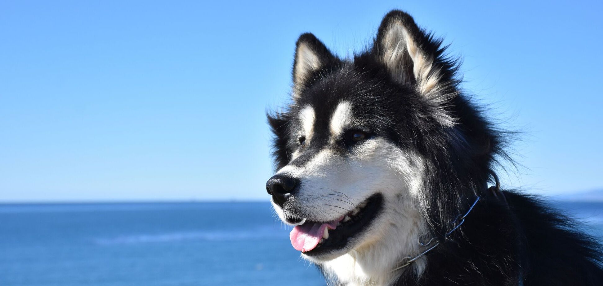 Ветеринар назвал 5 пород собак, которых не советовал бы заводить новичкам