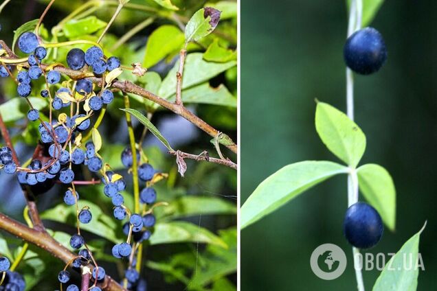 Некоторые растения могут выращивать 'фейковые' ягоды: в чем причина