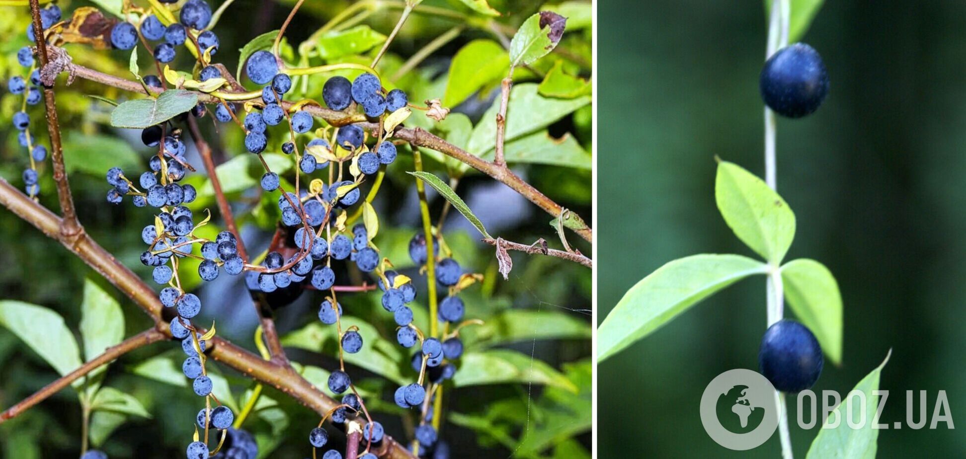 Некоторые растения могут выращивать 'фейковые' ягоды: в чем причина