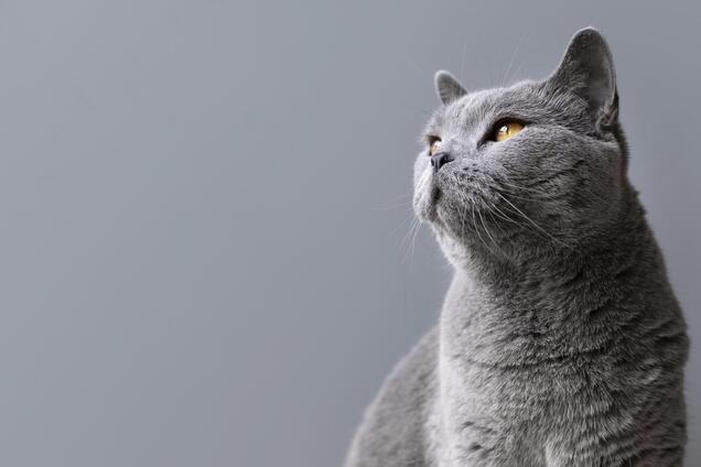 Топ-5 найкращих порід котів для власників-початківців за версією ветеринара