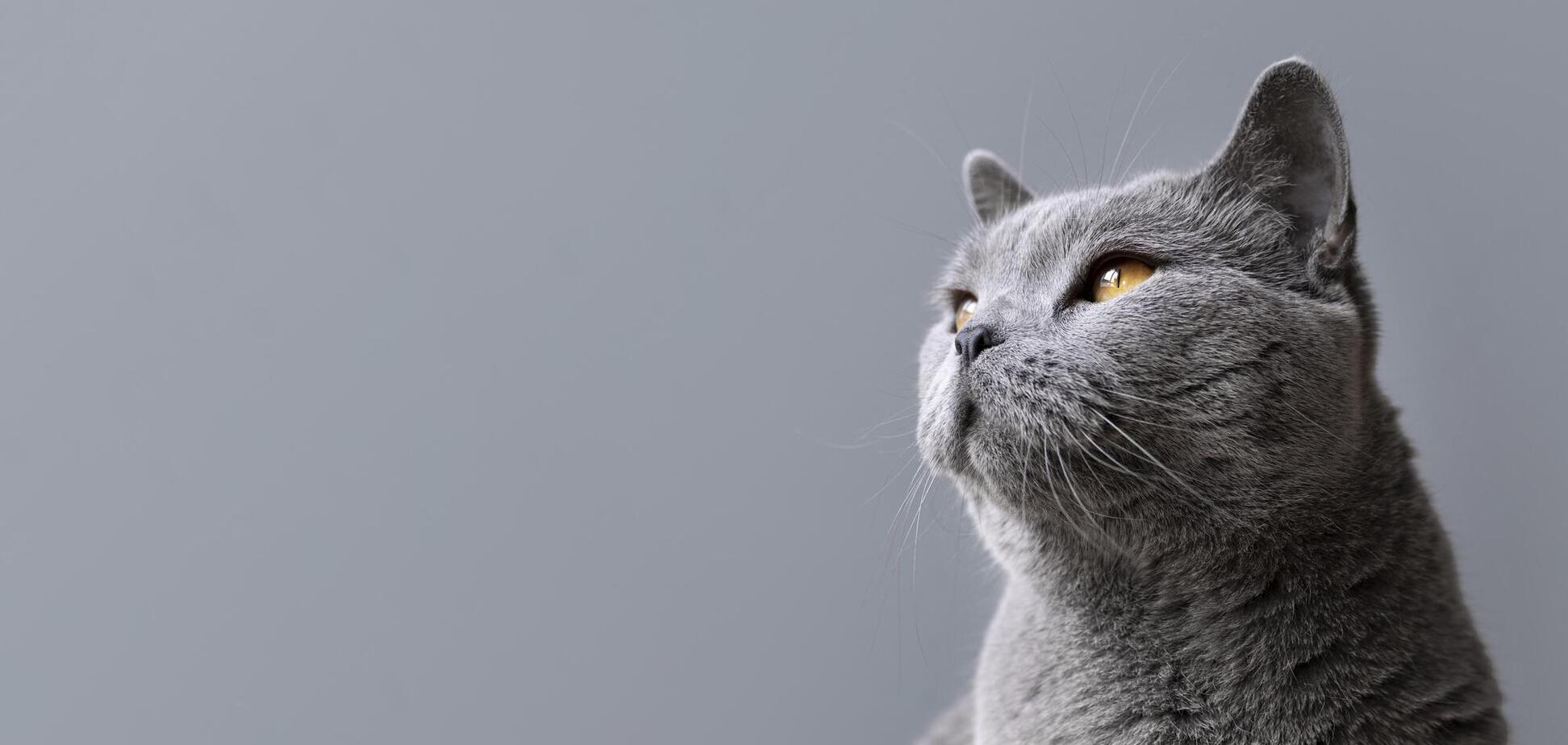 Топ-5 найкращих порід котів для власників-початківців за версією ветеринара