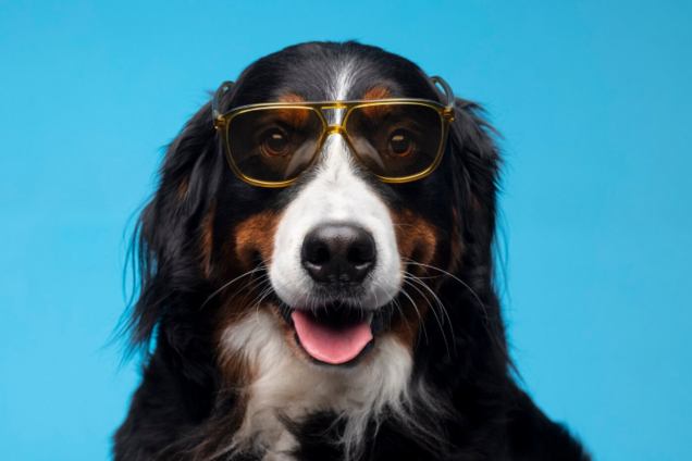 Названо п’ять типів людей, яким, найімовірніше, не варто заводити собаку