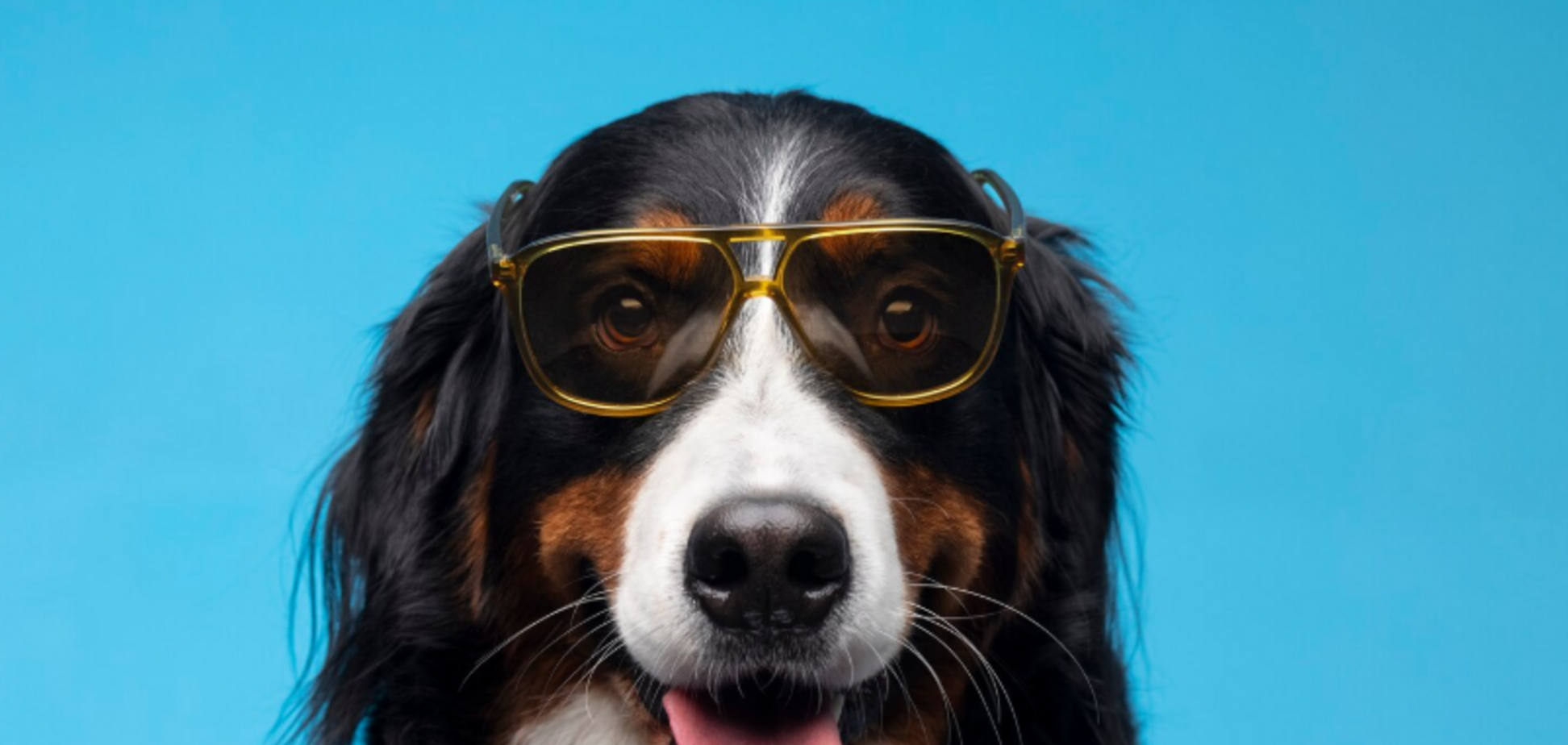 Названо п’ять типів людей, яким, найімовірніше, не варто заводити собаку