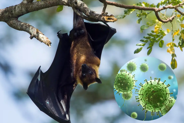 Вакцины нет, а смертность – до 75%: что известно о вспышке опасного вируса Нипа