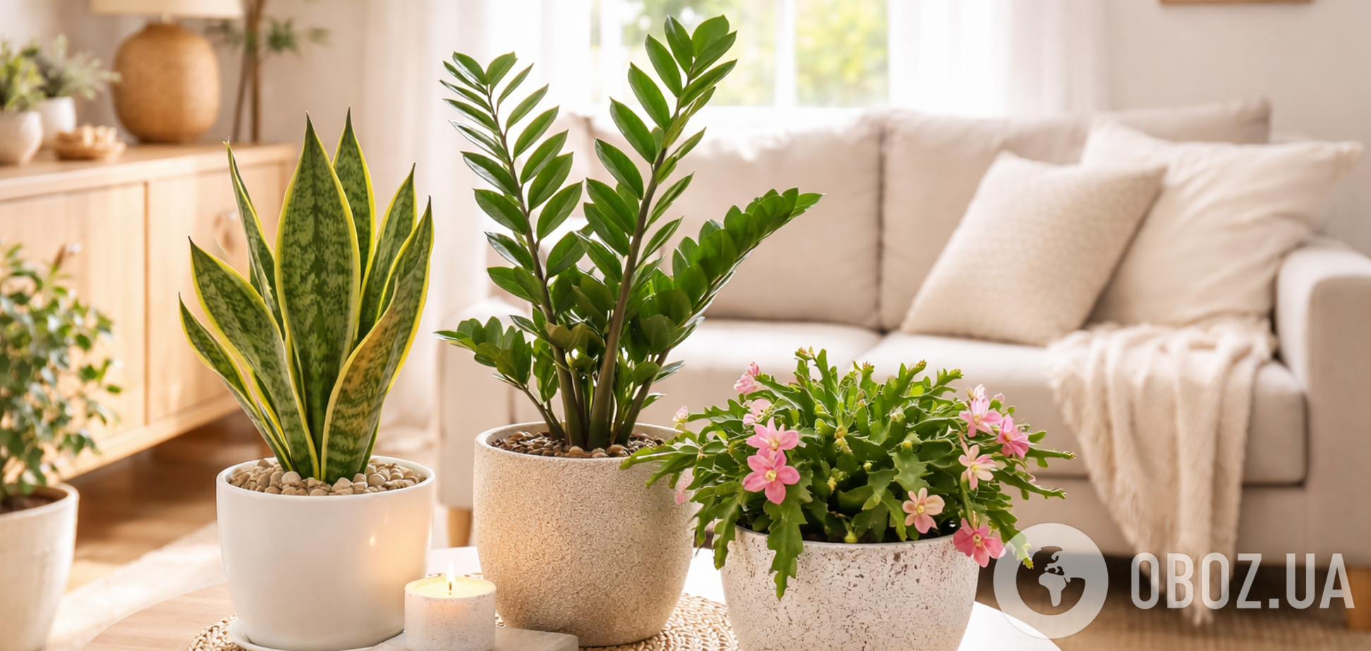 Какие комнатные растения не надо пересаживать: доставляют минимум хлопот