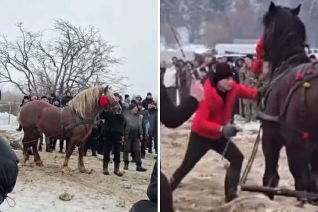 На Прикарпатье прошли традиционные соревнования лошадей-тяжеловозов: полиция расследует жестокое обращение с животными. Видео