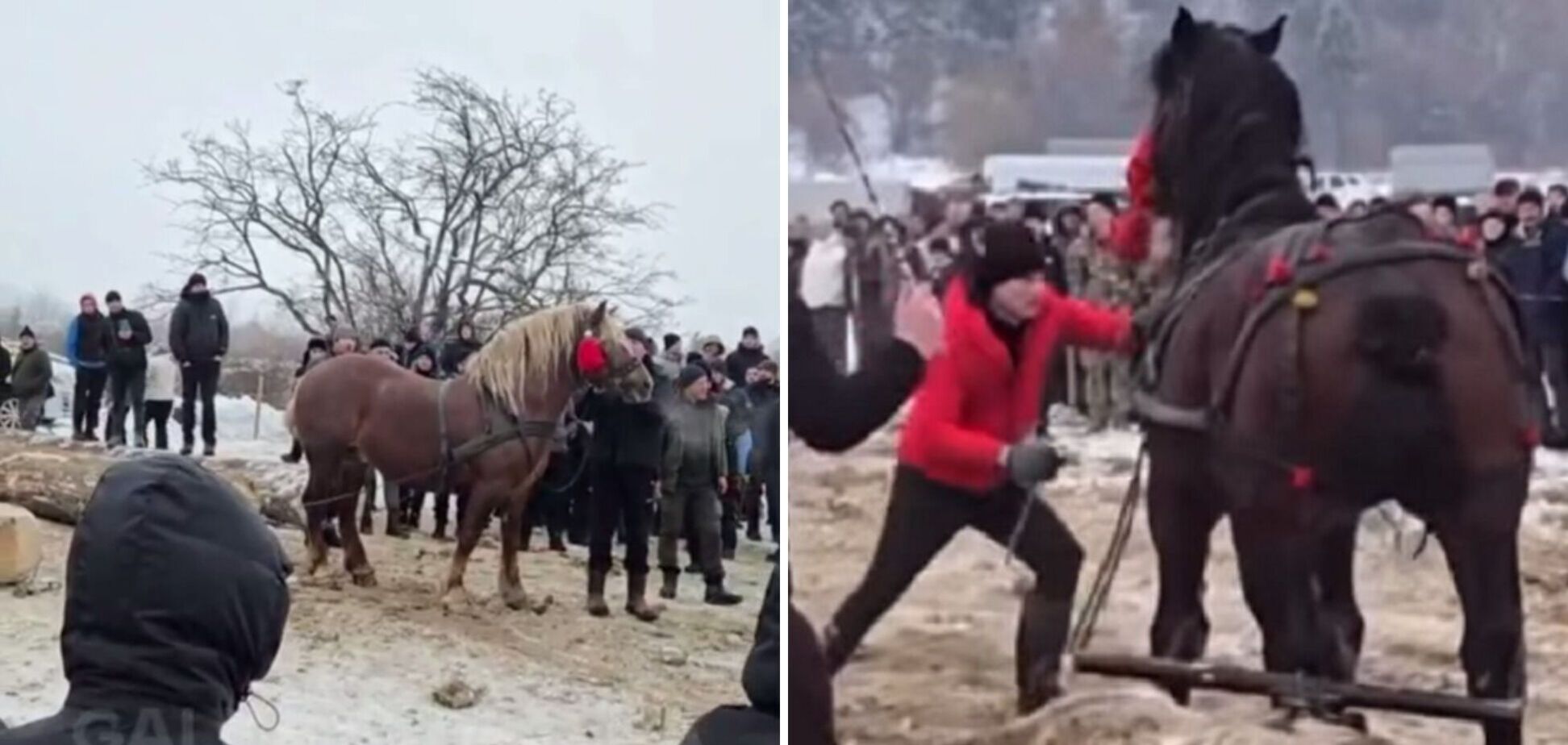 На Прикарпатье прошли традиционные соревнования лошадей-тяжеловозов: полиция расследует жестокое обращение с животными. Видео