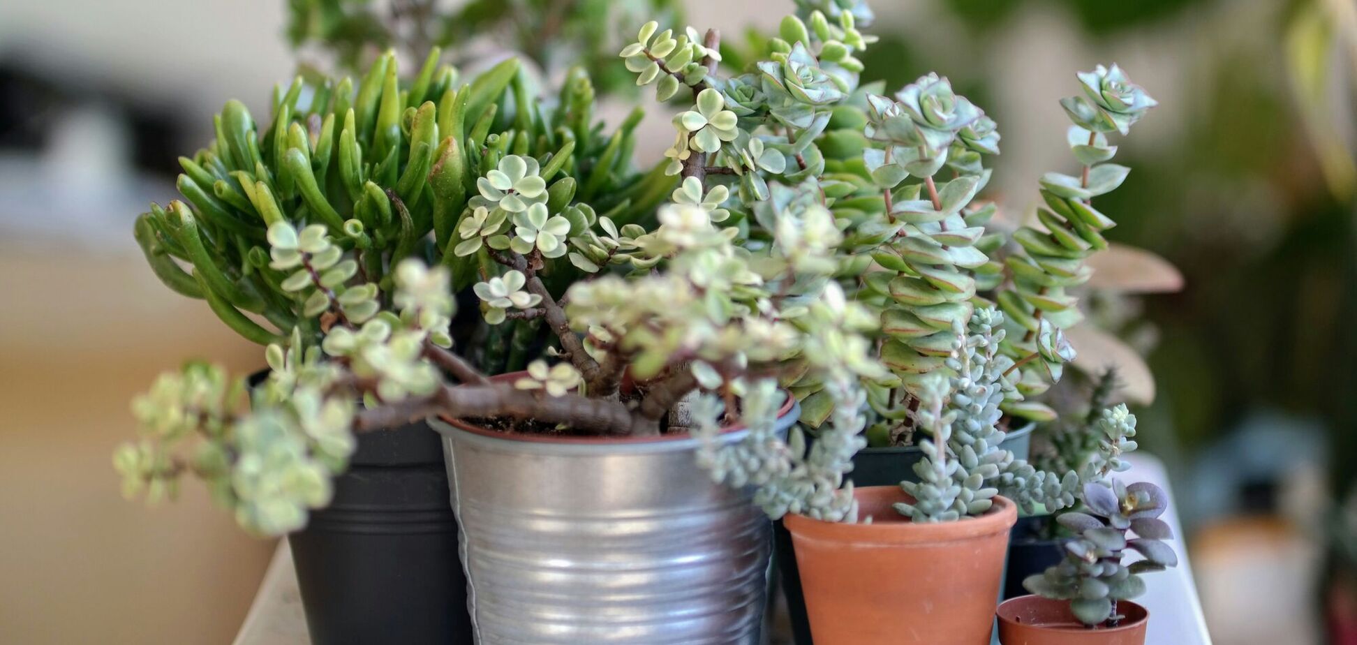 Как часто надо поливать суккуленты: советы экспертов