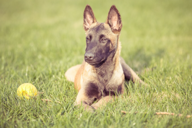 Ветеринар назвав 'божевільну' породу собак, яку не хотів би лікувати