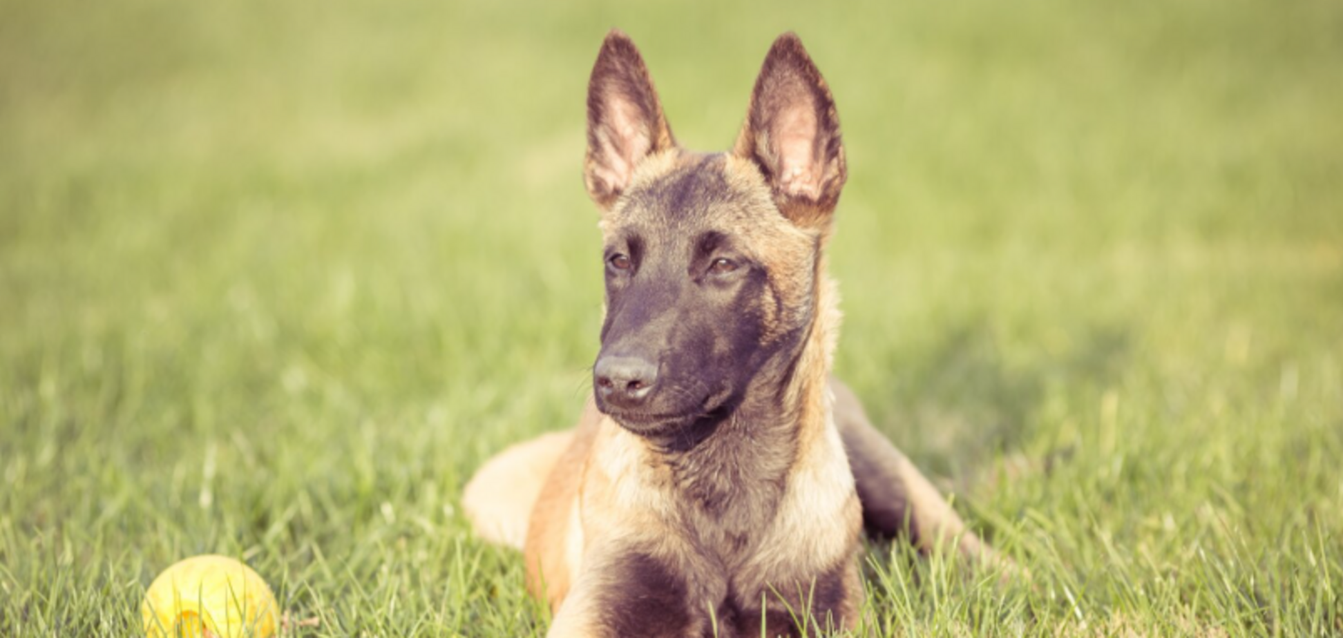 Ветеринар назвав 'божевільну' породу собак, яку не хотів би лікувати