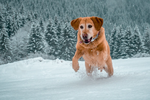 Как понять, что у вашей собаки переохлаждение: четыре признака