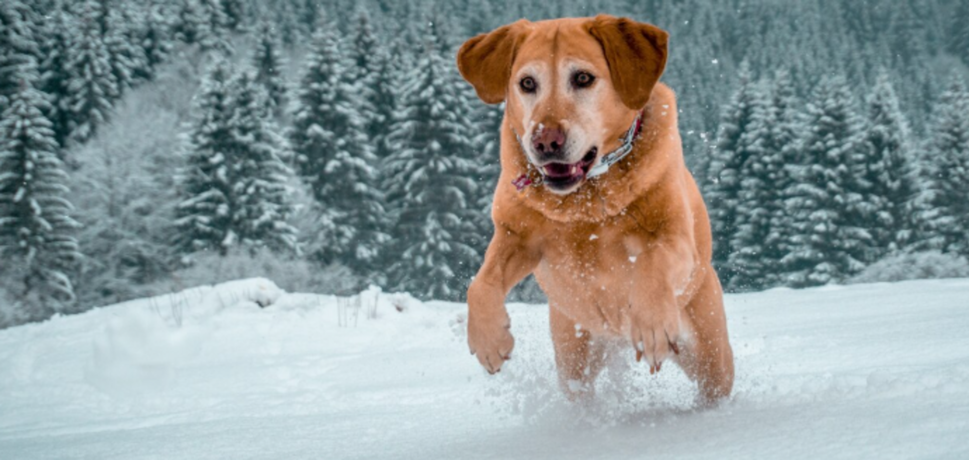 Как понять, что у вашей собаки переохлаждение: четыре признака