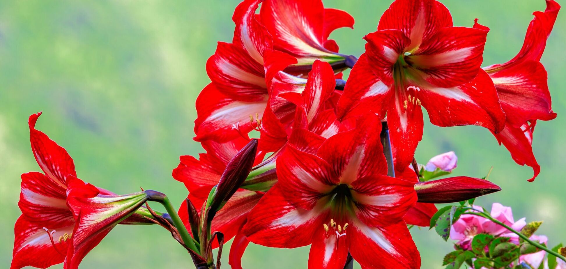 Почему не растет амариллис: есть важный нюанс с поливом