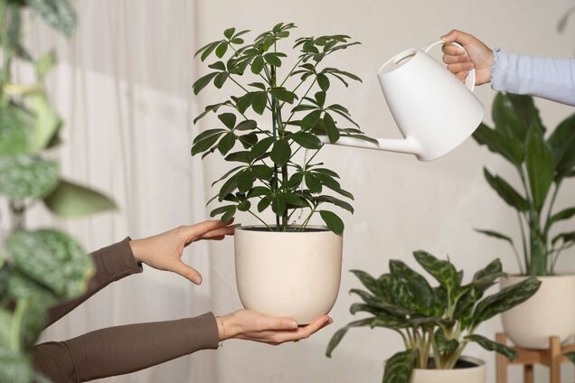 Идеальное для начинающих: комнатное растение, которое процветает даже без ухода