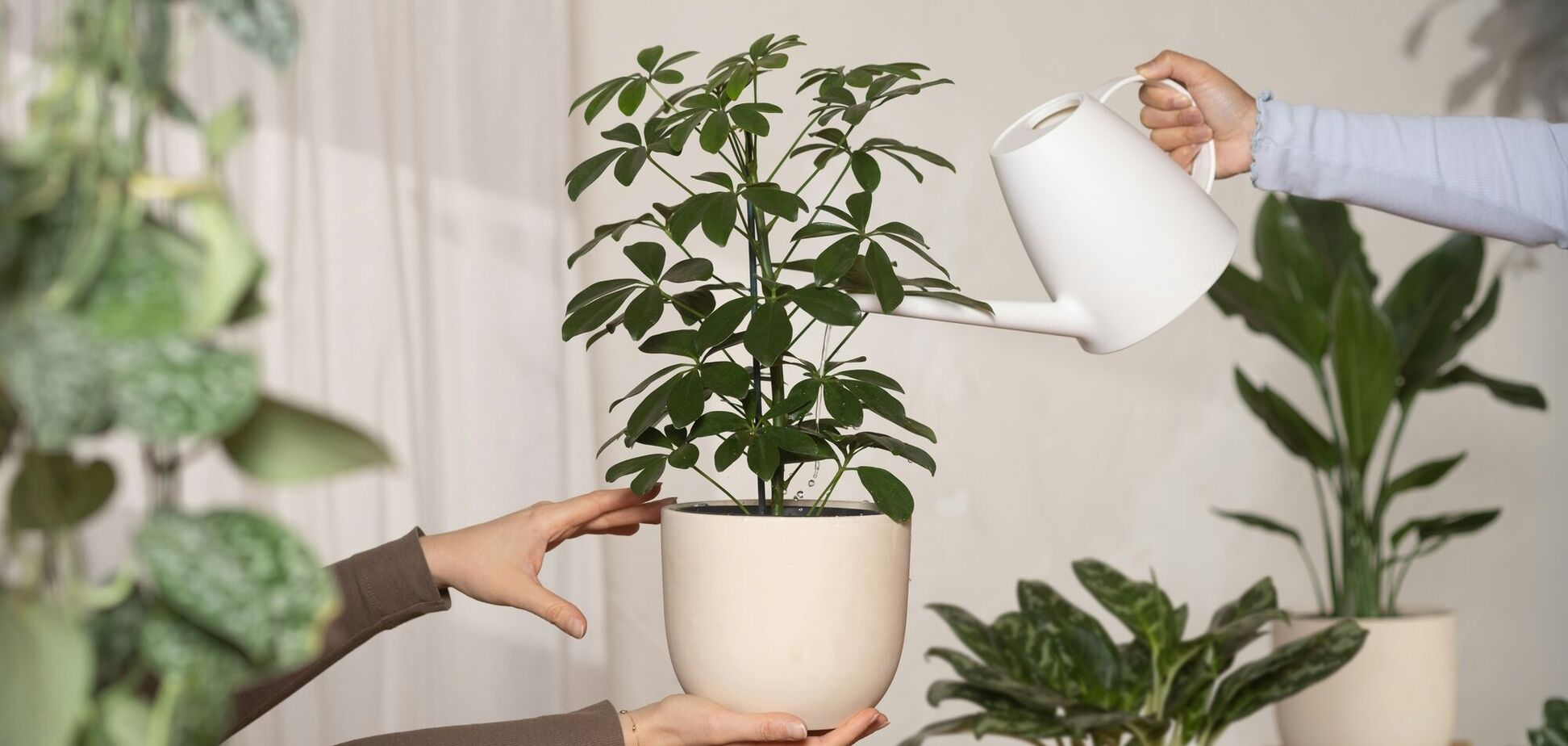 Идеальное для начинающих: комнатное растение, которое процветает даже без ухода