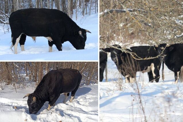 Демонстрируют силу волкам: как в Чернобыльской зоне живет стадо уникальных одичавших коров во время зимы. Фото