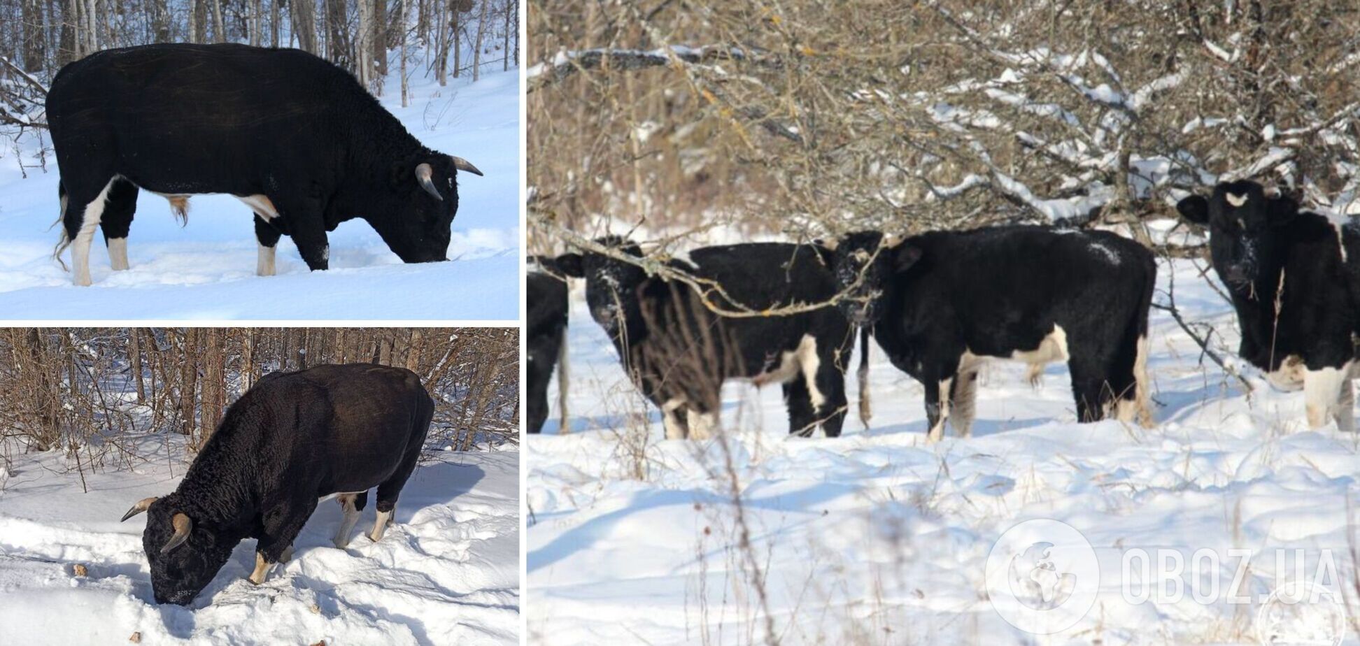 Демонстрируют силу волкам: как в Чернобыльской зоне живет стадо уникальных одичавших коров во время зимы. Фото