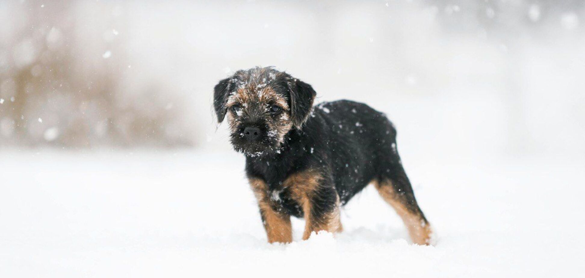 В Украине в начале февраля ударят морозы до 20 градусов: синоптики дали прогноз