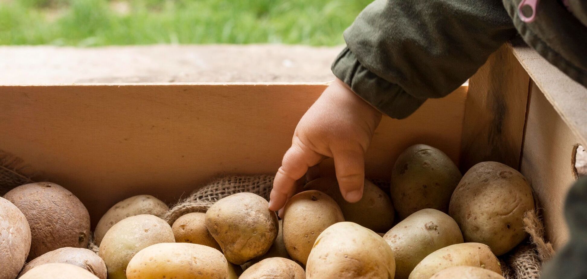 Ілюстрація - картопля