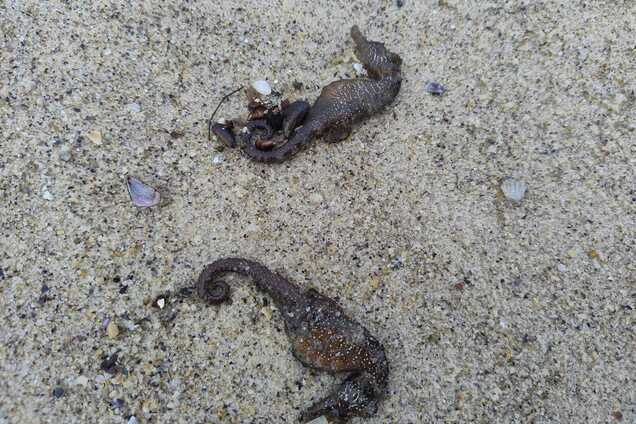 В Одесі на узбережжі Чорного моря зафіксували масову загибель морських коників: що відбувається. Фото