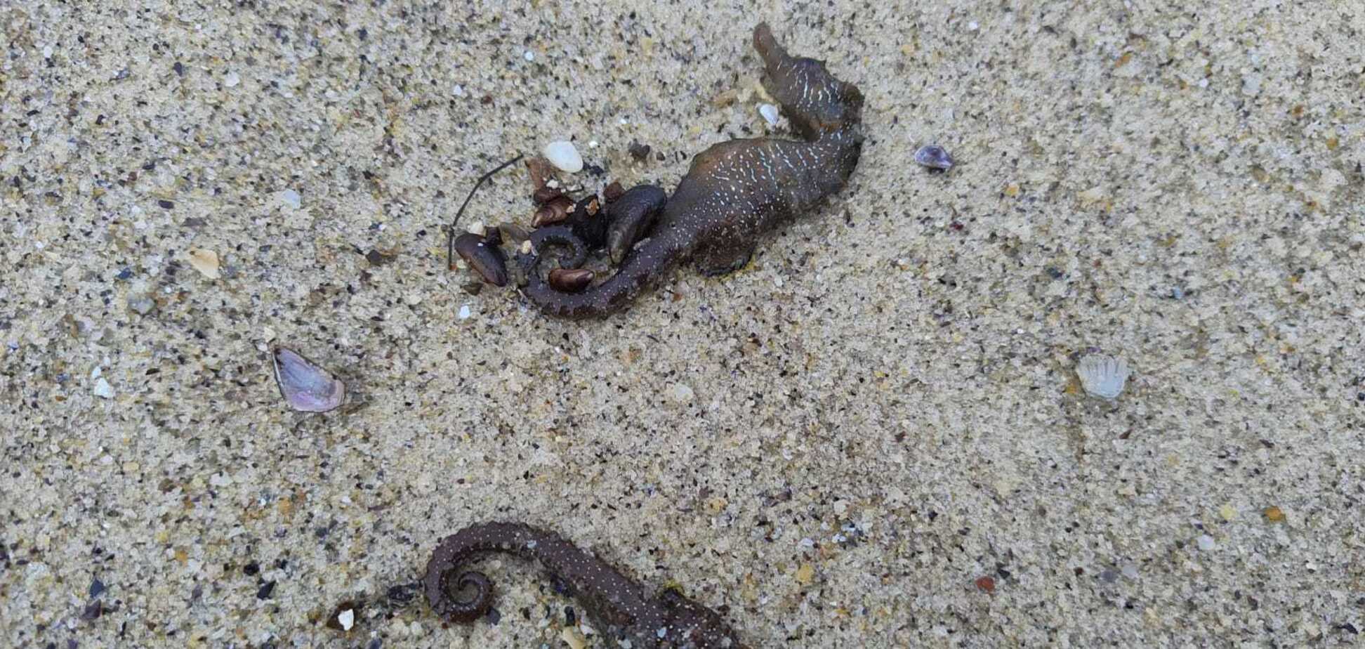 В Одессе на побережье Черного моря зафиксировали массовую гибель морских коньков: что происходит. Фото
