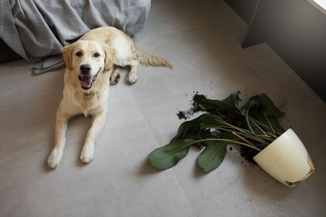 Популярные комнатные растения могут быть токсичными для собак: будьте осторожны с ними