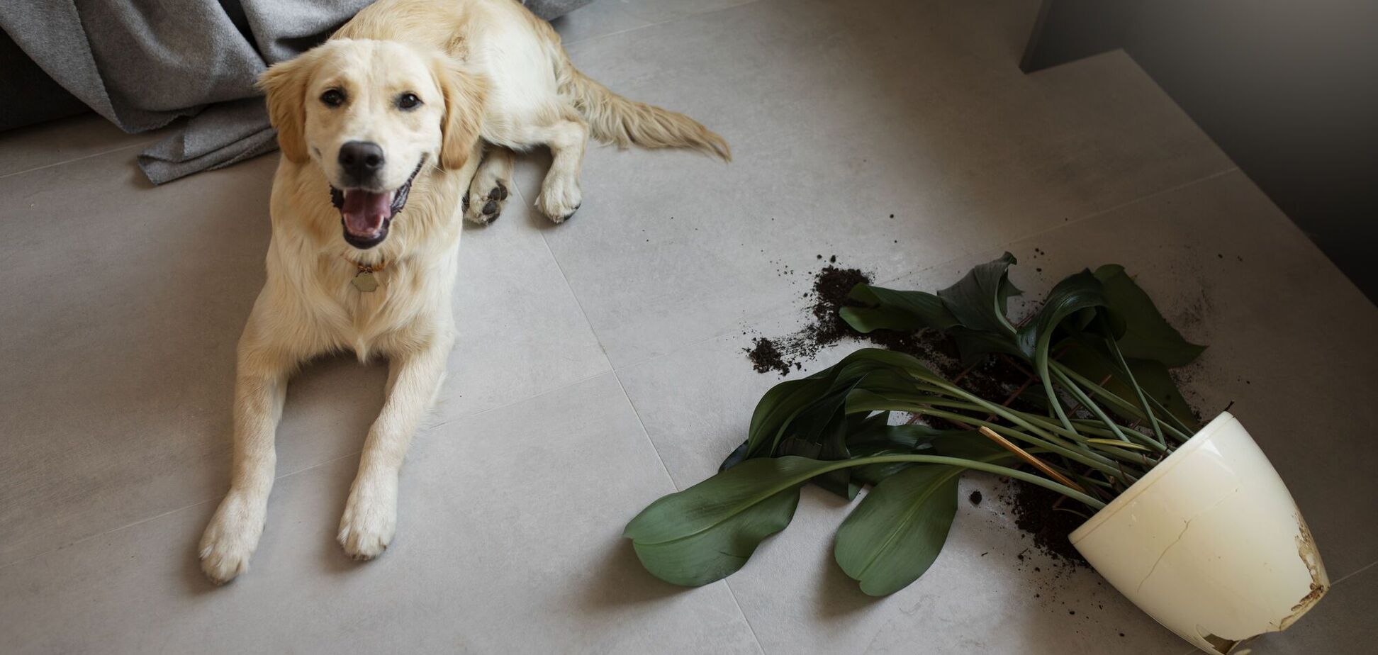 Популярные комнатные растения могут быть токсичными для собак: будьте осторожны с ними