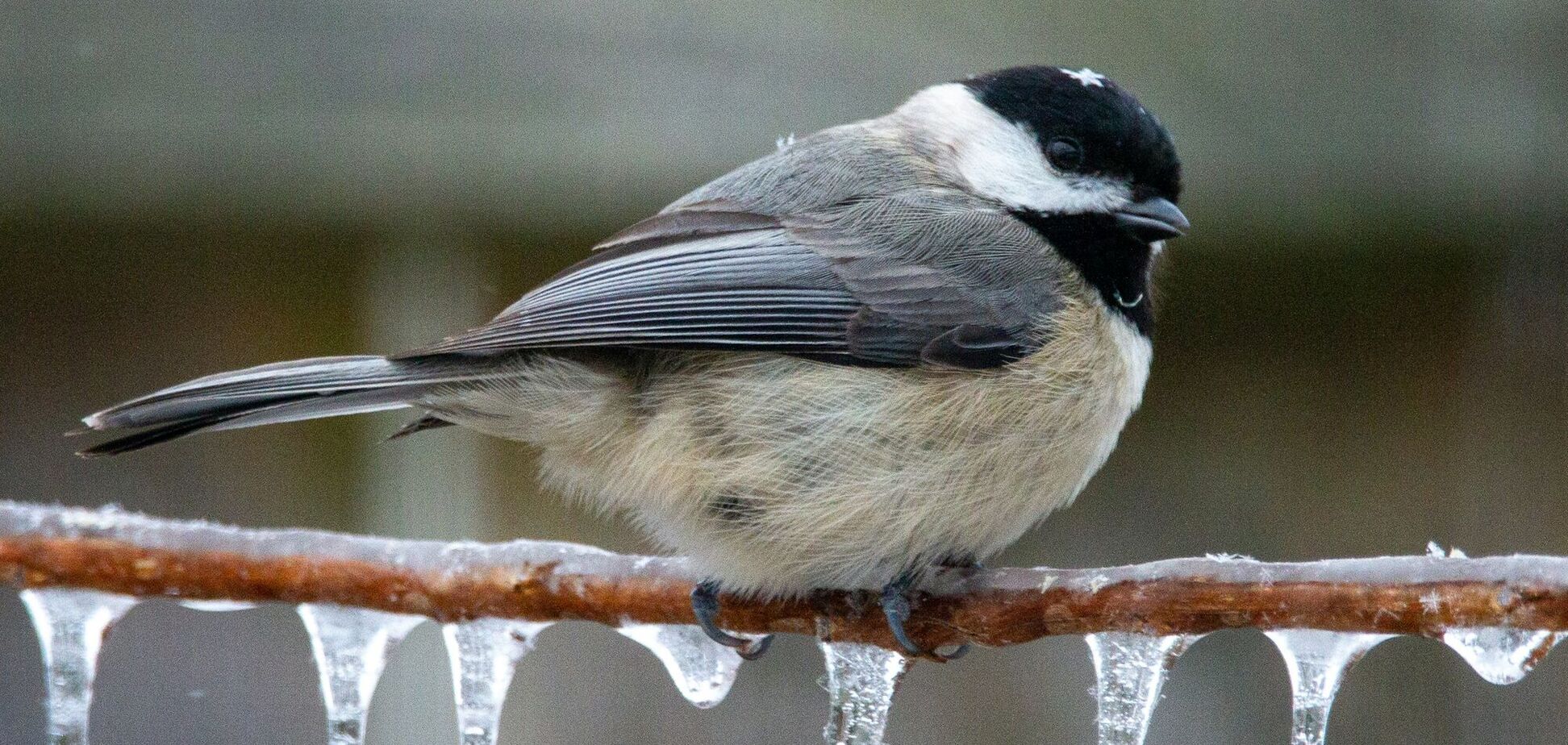 Какой праздник отмечают 1 февраля в Украине: церковный календарь
