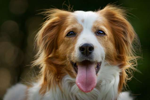 Как продлить жизнь своей собаки на 5-7 лет: простые задачи