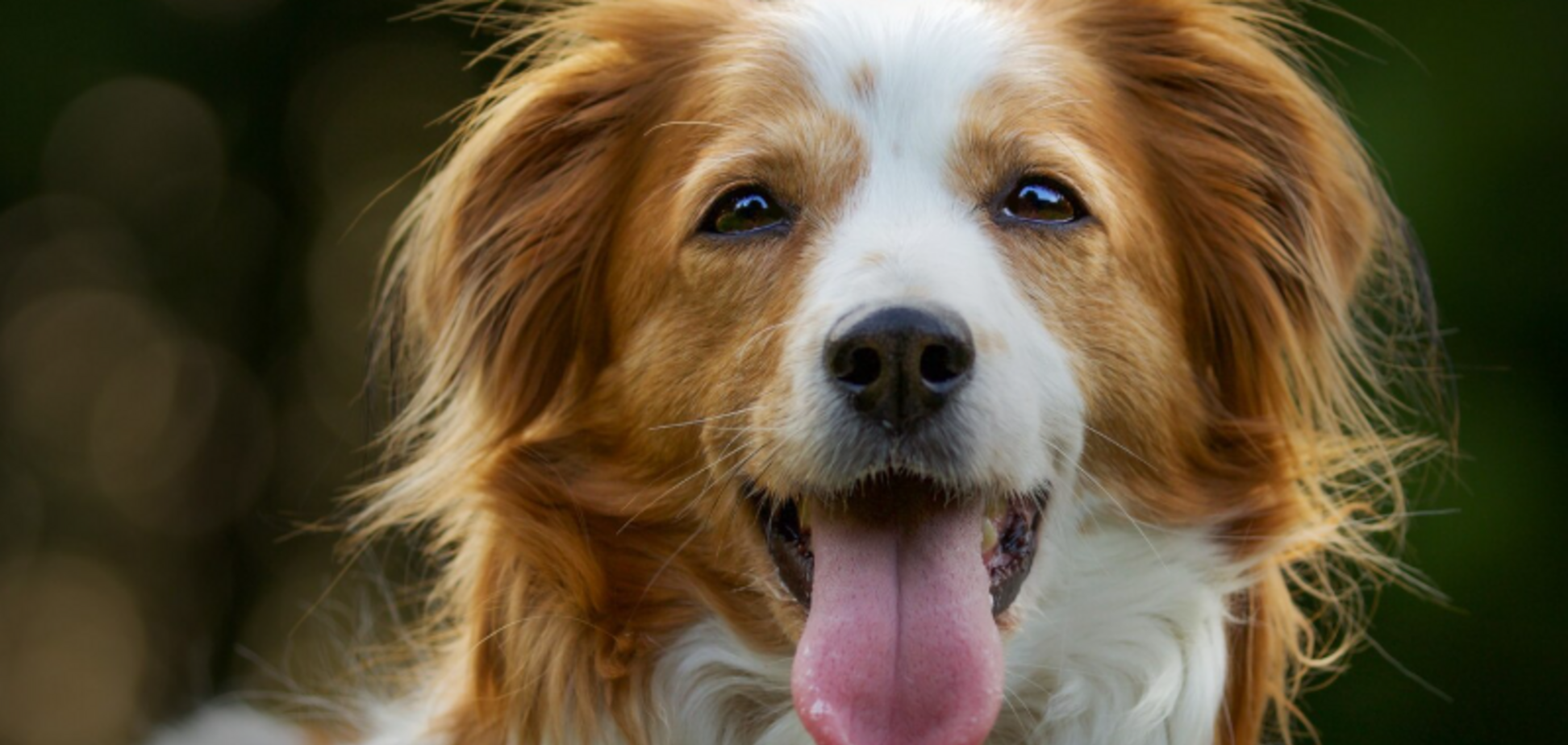 Как продлить жизнь своей собаки на 5-7 лет: простые задачи