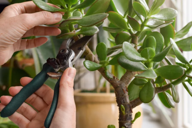 Які кімнатні квіти варто обрізати у січні: вони оживуть