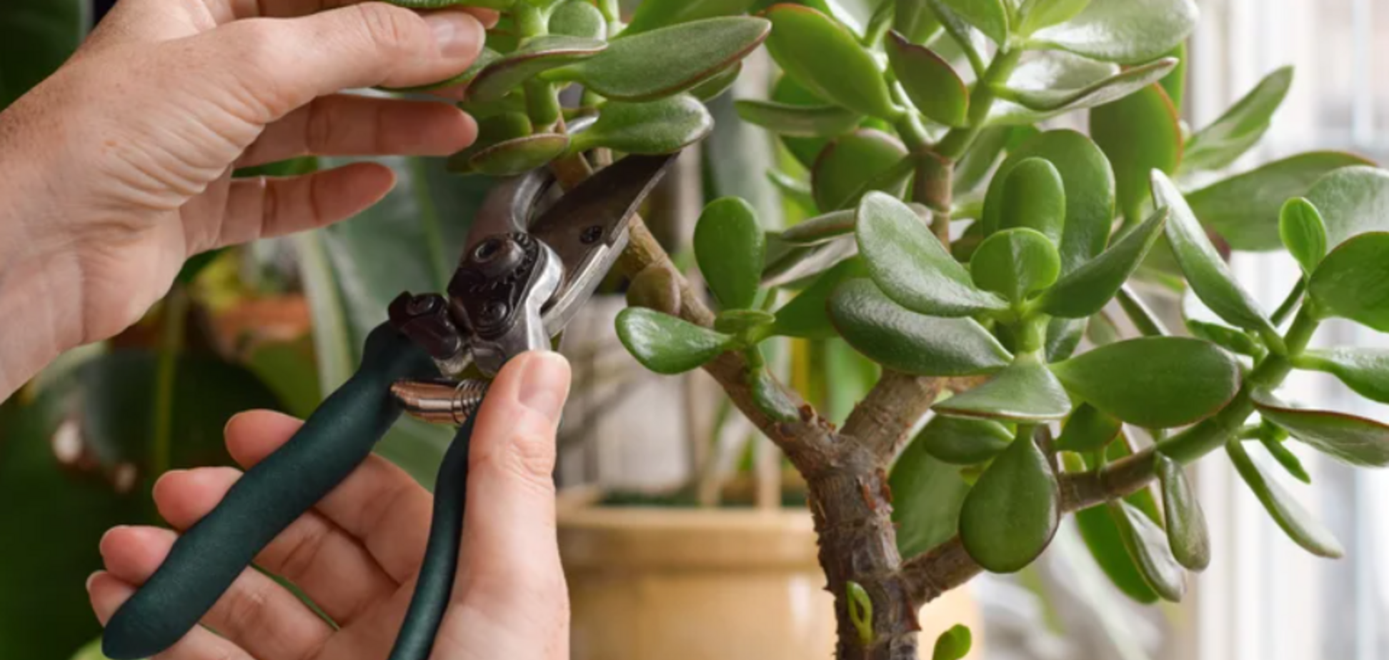 Які кімнатні квіти варто обрізати у січні: вони оживуть