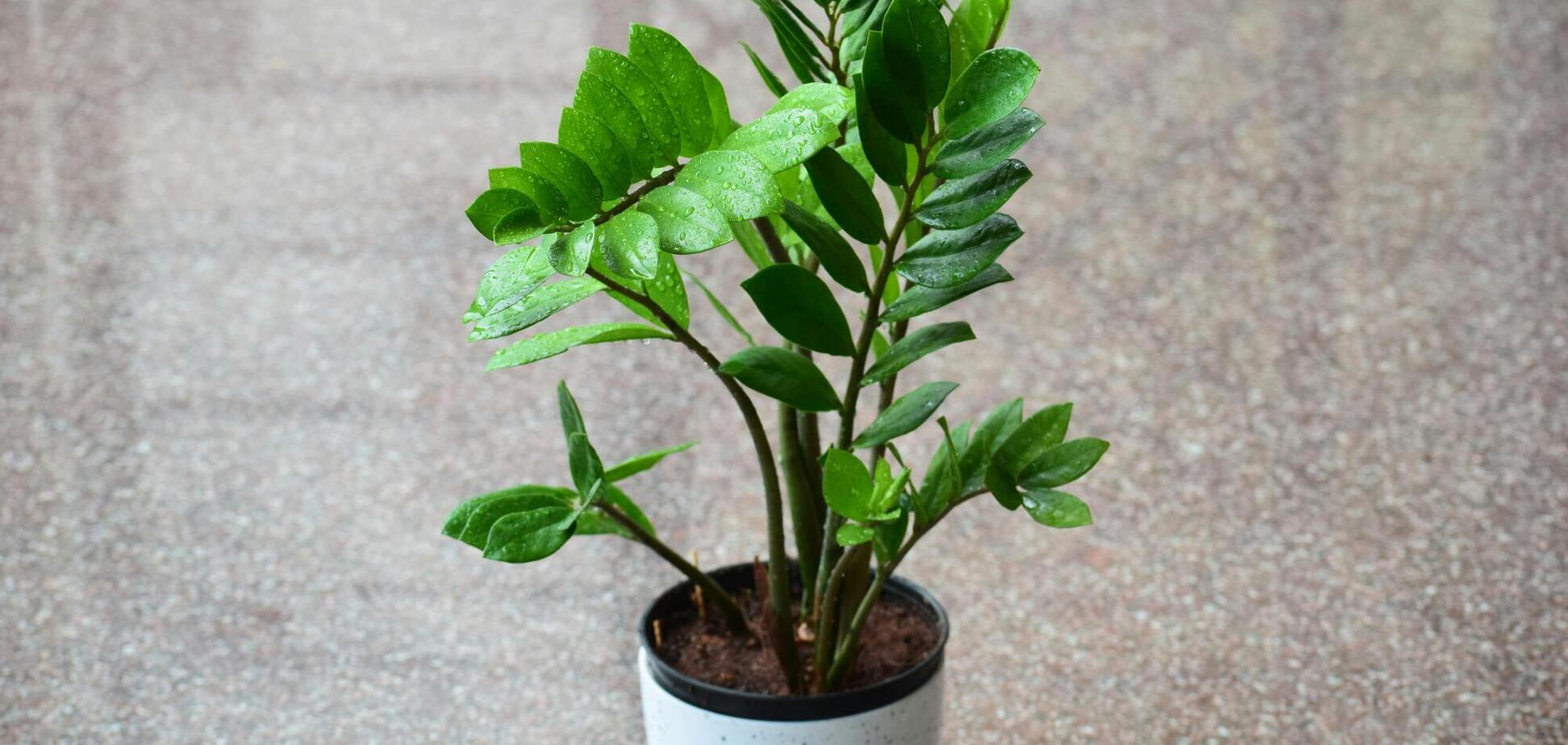 Чем подкормить замиокулькас, чтобы появились новые стебли: найдется в каждой аптечке