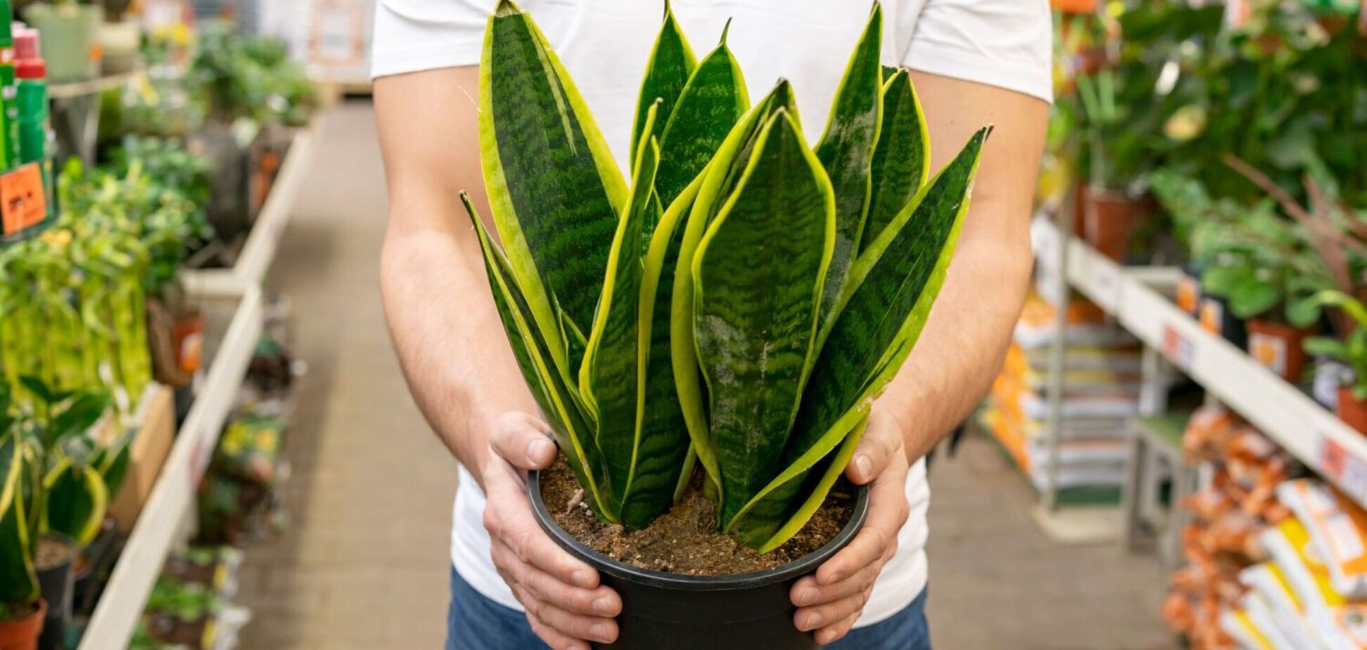Сансевієрія аж блищатиме: допоможе просте добриво