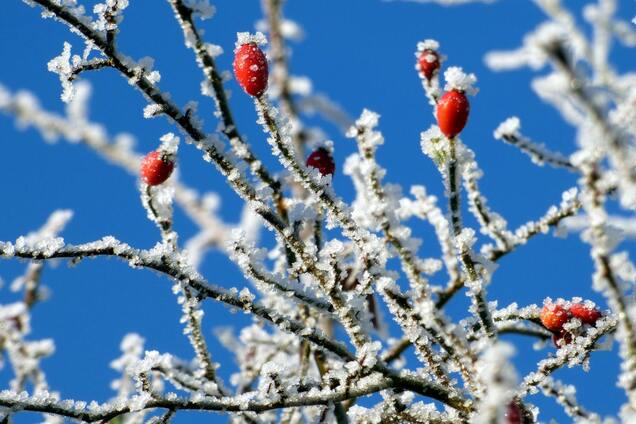 Морози в Україні будуть посилюватися: синоптикиня  розповіла, якої погоди чекати