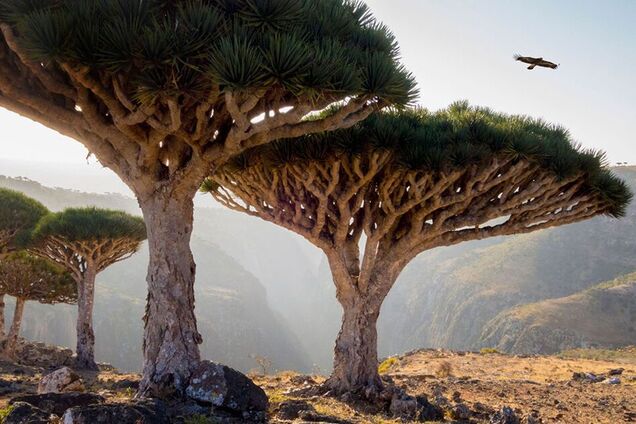 Там ростуть унікальні драконові дерева: де розташований загадковий острів Сокотра